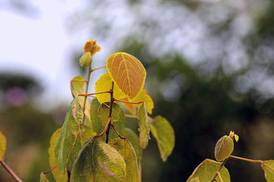 Close-up of yellow flowering plant