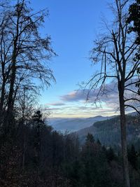 Scenic view of bare trees against sky during sunset