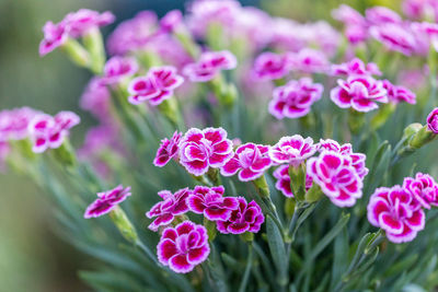 Close-up of pink flowering plants