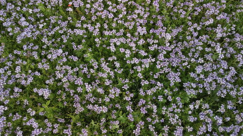 High angle view of flowering plants on field