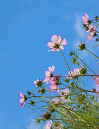 Low angle view of pink flowering plants against blue sky