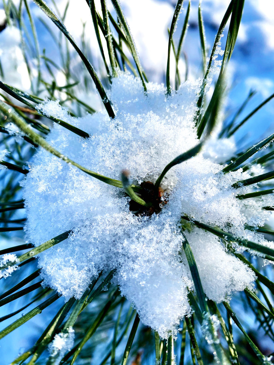 branch, tree, frost, plant, snow, cold temperature, nature, winter, flower, close-up, no people, beauty in nature, growth, frozen, day, macro photography, coniferous tree, outdoors, twig, pine tree, white, ice, focus on foreground, pinaceae, leaf, green, fir, freezing, freshness