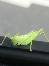 Close-up of insect on leaf