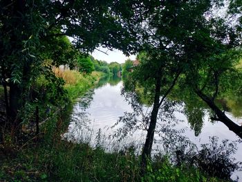 Scenic view of lake in forest against sky