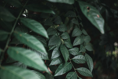 Full frame shot of leaves