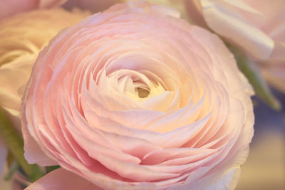 Close-up of pink rose