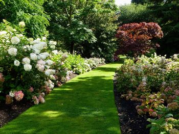 View of flowering plants in garden