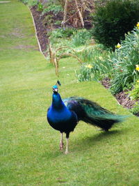 High angle view of peacock on grass
