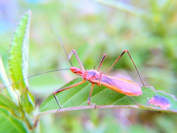 Close-up of insect on leaf
