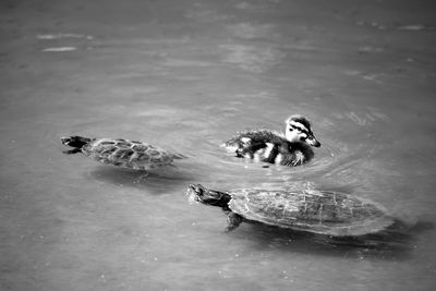 Turtles and duckling in pond
