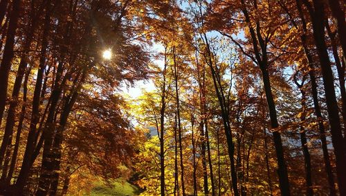 Low angle view of trees in forest