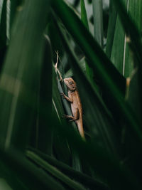 Close-up of insect on leaf