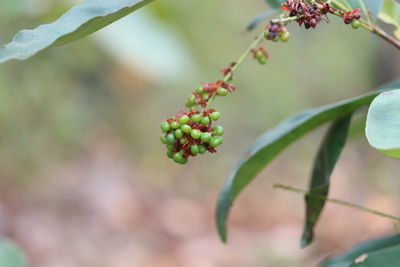 Close-up of berries on plant