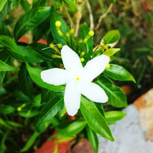 Close-up of white flower