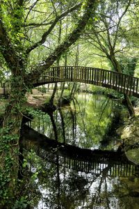 Footbridge over lake in forest