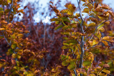 Close-up of autumnal tree