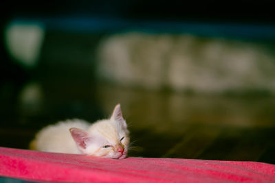 Close-up of cat