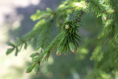 Close-up of pine tree branch