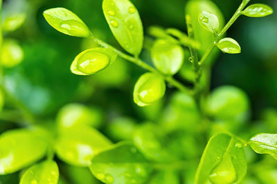 Close-up of raindrops on plant