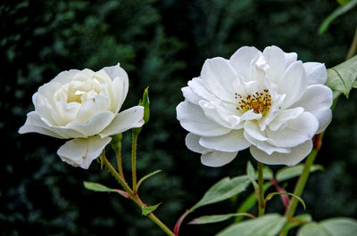 Close-up of white rose