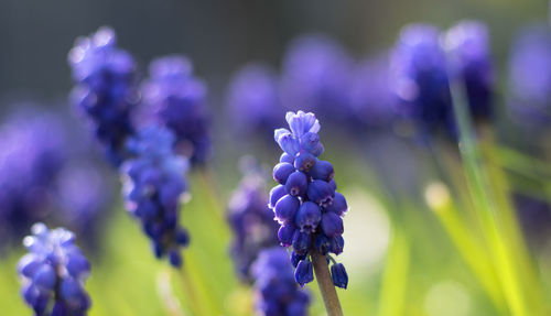 Close-up of purple flowering plants