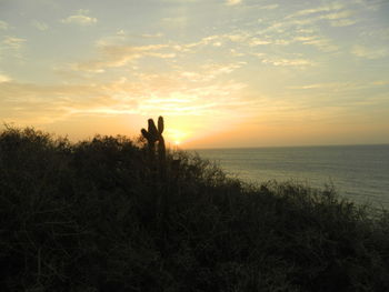 Silhouette plants on beach against sky during sunset