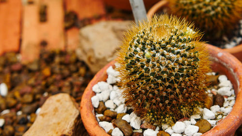 Close-up of succulent plant on field