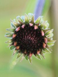 Close-up of white flower plant