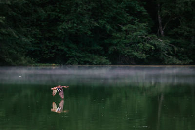 Person standing by lake in forest