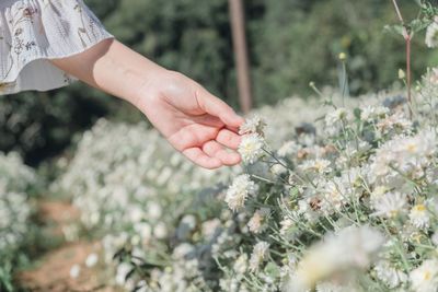 Close-up of hand holding flowers