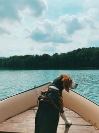 Dog on a lake