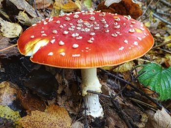 Close-up of fly agaric mushroom