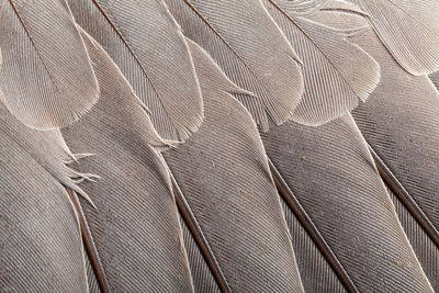 Full frame shot of feather