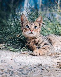 Portrait of cat sitting outdoors