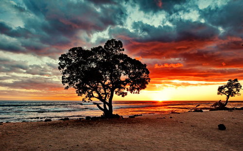 Silhouette tree on beach against sky during sunset