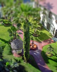 High angle view of cat on grass