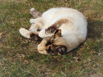 High angle view of cat lying on grass