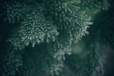 Close-up of pine tree during winter