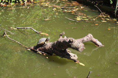 Bird perching on a lake