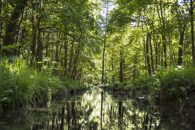 Scenic view of river in forest