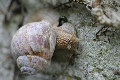 Vineyard snail rasps algae from the wall