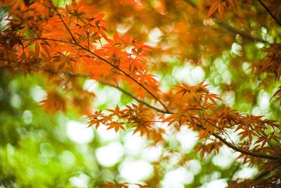 Low angle view of autumnal tree