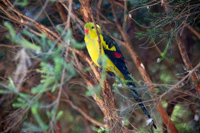 View of bird perching on branch