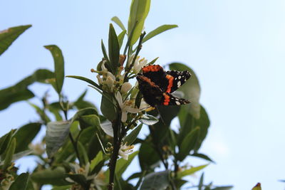 Close-up of butterfly pollinating on flower