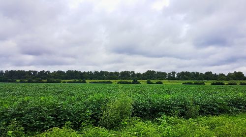 Scenic view of field against cloudy sky