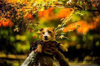 Dog on tree during autumn