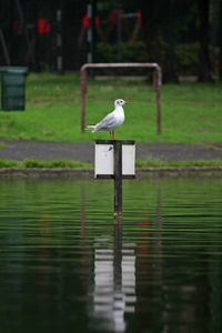 Gull perching on wooden post over lake