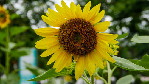 Close-up of sunflower