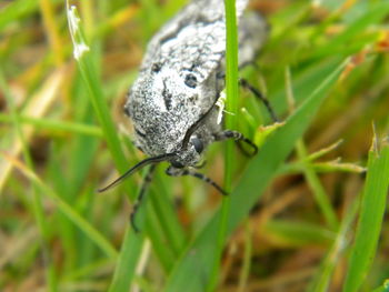 Close-up of insect on plant