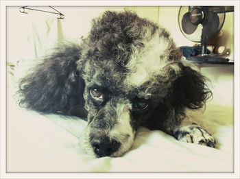 Close-up portrait of a dog